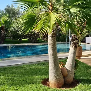 Les Deux Citronniers Marrakesh